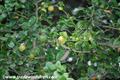 Tropical Apricot